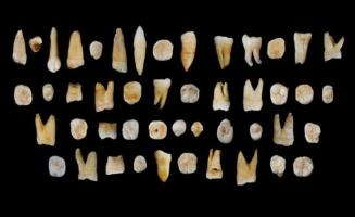 Homo Sapiens teeth found in a 3-kilometer tunnel system in Daoxian county (in Chinas Hunan province)