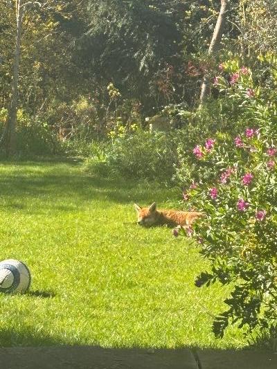 When you jus want to be a 🦊