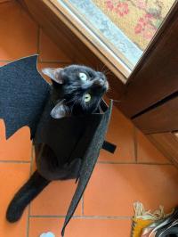 Bat-cat for Halloween