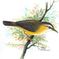 Dusky Warbler (Phylloscopus fuscatus)