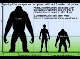 Gigantopithecus and Megantropes: giant apes and men in our past