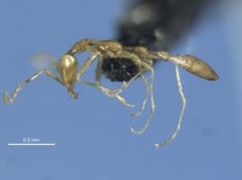 The discovery of the ghost ant Leptanilla voldemort
