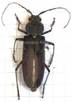 Sardinian Insects: Hesperophanes sericeus