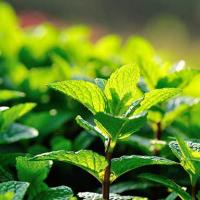 Top Ten Herbs for Medical Emergencies