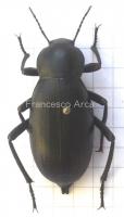 Sardinian Insects: Blaps gigas