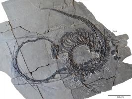 Dinocephalosaurus orientalis: IVPP V20295. Complete articulated skeleton in dorsal to left lateral v