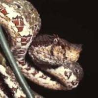 Survival Manual: Venomous Snakes and Mollusks (part 2)