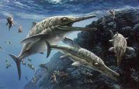 Ichthyosaurus, a Jurassic Reptile similar to a modern Dolphin
