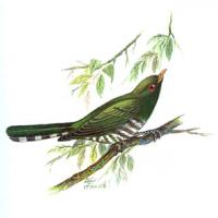 Asian Emerald Cuckoo (Chrysococcyx maculatus)