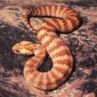 Survival Manual: Venomous Snakes and Mollusks (part 6)