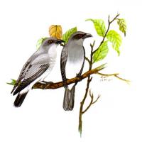 Large Cuckoo-Shrike (Coracina macei)