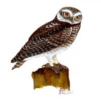 Spotted Owlet (Athene brama)