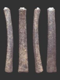 The Ishango bone, a clue to archaeo-mathematics in antediluvian Africa