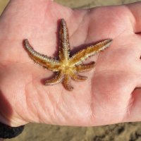 Today I found a starfish with seven arms