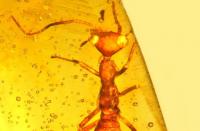 100 million year old bug found preserved in amber
