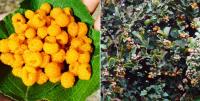 Hisalu: This fruit of Uttarakhand is famous all over the world