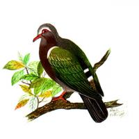 Emerald Dove (chalcophaps indica)