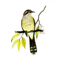 Banded Bay Cuckoo (Cacomantis sonneratii)
