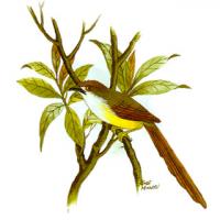 Yellow-eyed Babbler (Chrysomma sinense)