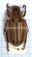 Sardinian Insects: Anoxia matutinalis sardoa