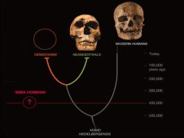 The DNA of a 400 thousand year old hominid that confuses scientists