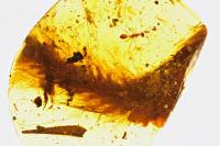 First Dinosaur Tail Found Preserved in Amber