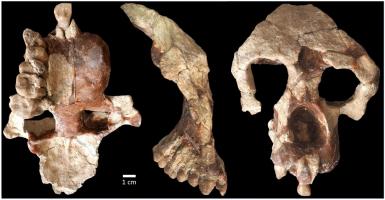 Discovered in Turkey a 8.7 million monkey fossil