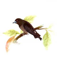 Ashy Wood-Swallow (Artamus fuscus)