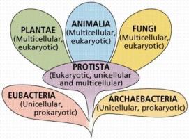 The extremists of life: the Archaea
