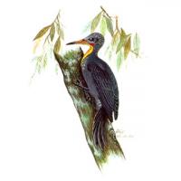 Great Slaty Woodpecker (Muelleripicus pulverulentus)