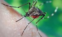5 home remedies with natural ingredients that repel mosquitos from the house