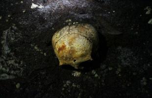 Elongated skulls in submerged Mayan cave