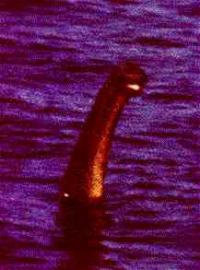 The Loch Ness monster ... legend or reality?