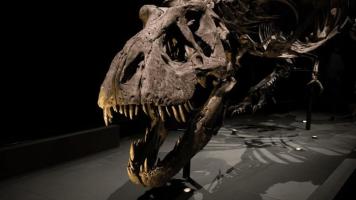 The mystery of Tyrannosaurus rex's intelligence