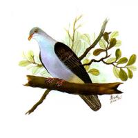 Mountain Imperial Pigeon (Ducula Badia)