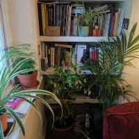 Plants in the reading corner
