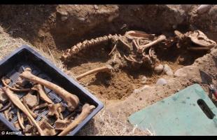Skeleton of a giant dog: could it be the remains of the legendary black shuck?