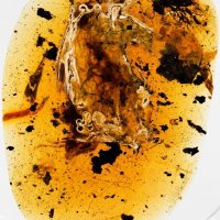 Dinosaur-Era Bird Found Trapped in Amber