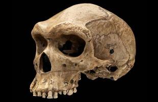 The riddle of the prehistoric skull with a bullet hole