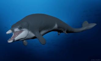 Egyptian sands reveal 41 million year old whale
