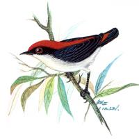 Scarlet-backed Flowerpecker (Dicaeum cruentatum)