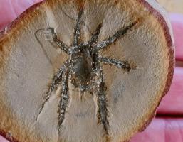 Douglassarachne acanthopoda: The Mysterious Spiny Arachnid of the Past