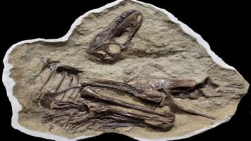 Canada: T-rex fossil found with its last meal still visible