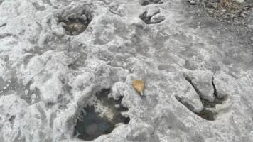 Drought reveals 110-million-year-old dinosaur tracks in Texas