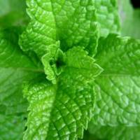 How to make a cocoa and mint cleansing stick