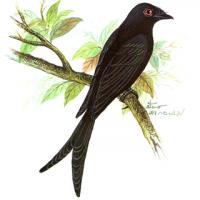 Black Drongo (Dicrurus macrocercus)