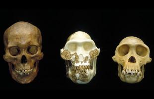 Fossils that have allowed us to (partially) reconstruct human evolution