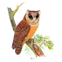 Bay Owl (Phodilus badius)