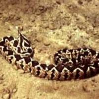 Survival Manual: Venomous Snakes and Mollusks (part 5)