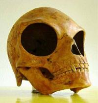 The skull of OLSTYKKE